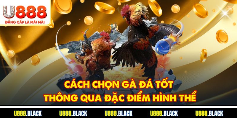Cách chọn gà đá tốt thông qua đặc điểm hình thể